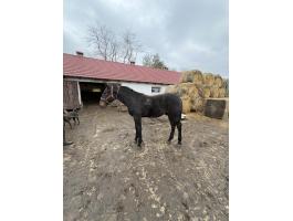 Nóniusz csikó eladó