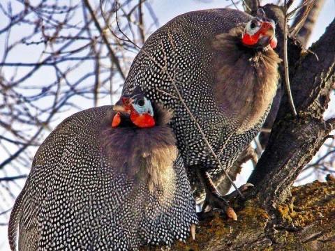 Gyöngytyúk - francia gigant, prémium minőség, eladó Kecskemét környékén Gyöngytyúk - francia gigant, prémium minőség, eladó Kecskemét környékén