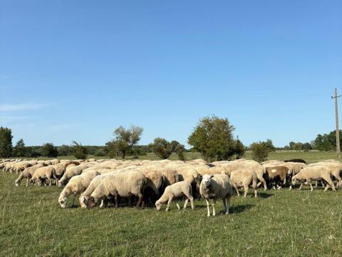 Vemhes anyajuhok eladók, 450 db