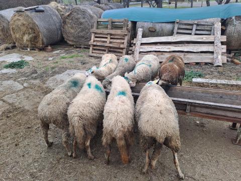 Juh/vágó birka eladó