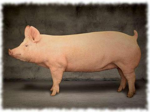 Hízók eladók 130 kg-tól 160 kg-ig