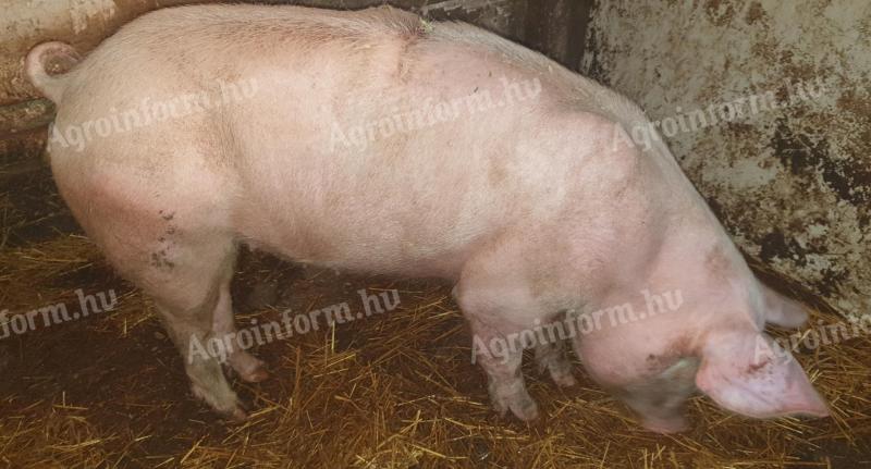 Eladó magyar nagyfehér nőstény hízó Újszászon