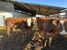 10 db Limousin borjú eladó