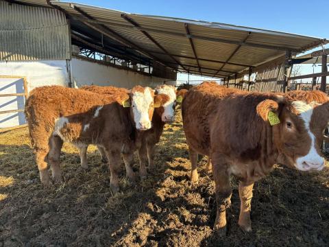 10 db Limousin borjú eladó