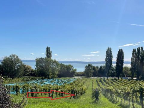 Balatonszepezden 1528 m²-es panorámás, művelt szőlőterület eladó