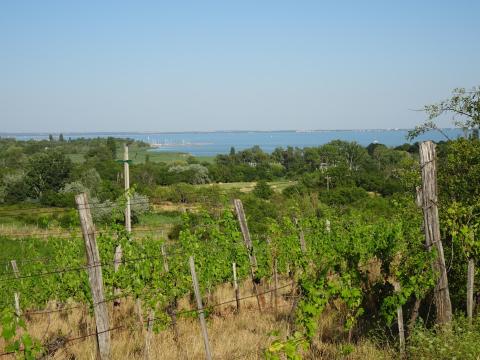 Csopakon panorámás szőlőterület eladó a Lőcedombon
