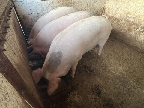 Eladó egy darab hízó