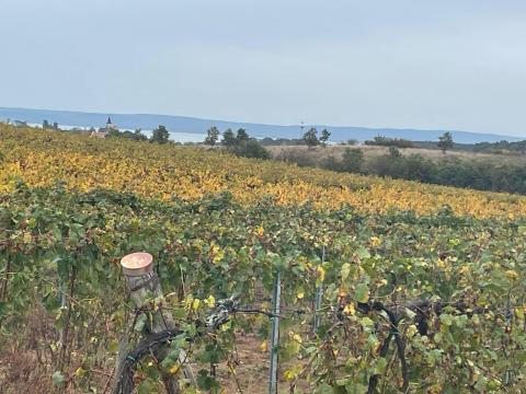 Zánkán szőlőterület eladó Zánkán szőlőterület eladó