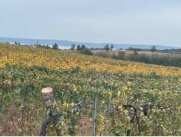 Zánkán szőlőterület eladó