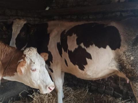 Szarvasmarhák fejőberendezéssel eladó