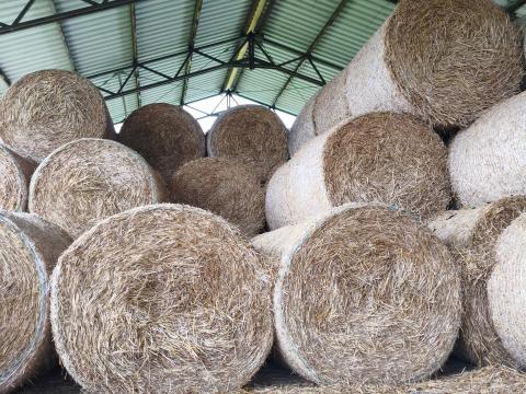 Szalmabála eladó – 200 db szalmabála szalmatárolóban tárolva