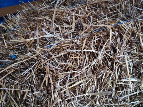 Kisbála eladó – kiváló minőségű szalmabála