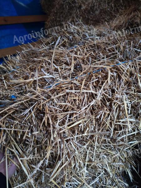 Kisbála eladó – kiváló minőségű szalmabála