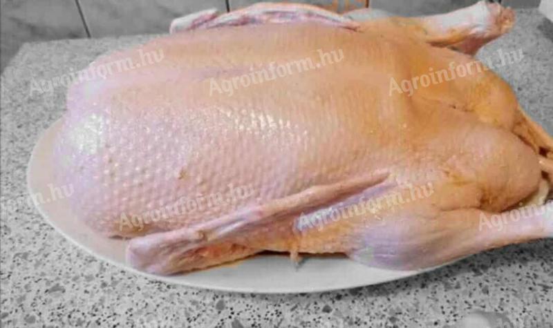 Pecsenyekacsa eladó