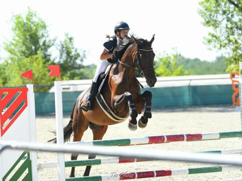 Magyar sportló eladó – 12 éves herélt, ugróló versenyzésre Magyar sportló eladó – 12 éves herélt, ugróló versenyzésre