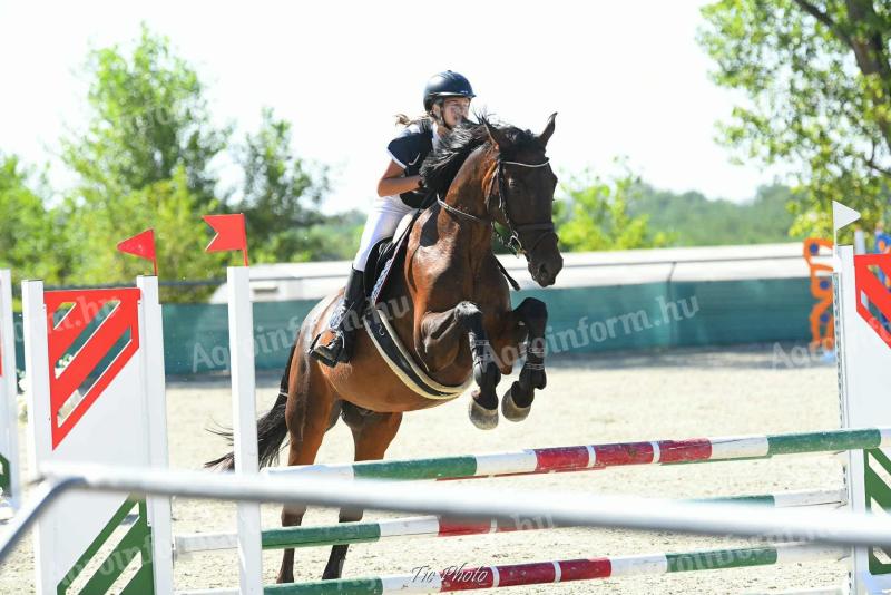 Magyar sportló eladó – 12 éves herélt, ugróló versenyzésre