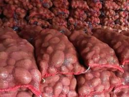 Eladó friss burgonya – Desiree és Balatoni rózsa