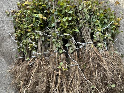 Mezei szil,  venic szil,  akác csemete