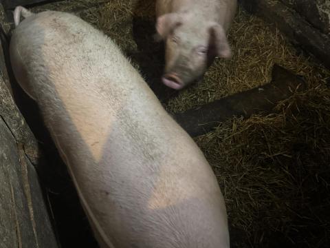 Eladó hízó Eladó hízó