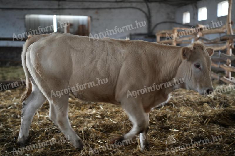 Eladó növendék Üszők / Blonde