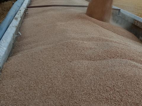 Búza eladó Dabason, euro minőség – 150 tonna Búza eladó Dabason, euro minőség – 150 tonna