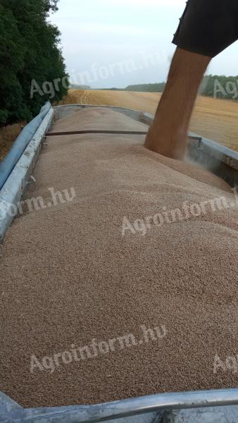 Búza eladó Dabason, euro minőség – 150 tonna