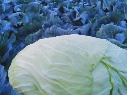 Frissen gyalult káposzta eladó Frissen gyalult káposzta eladó