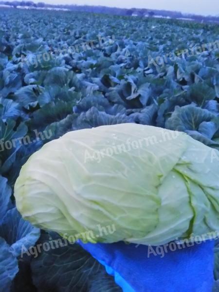 Frissen gyalult lapos káposzta eladó