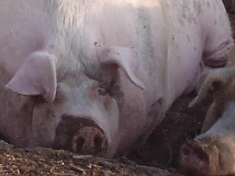 Hízók eladók kedvező áron