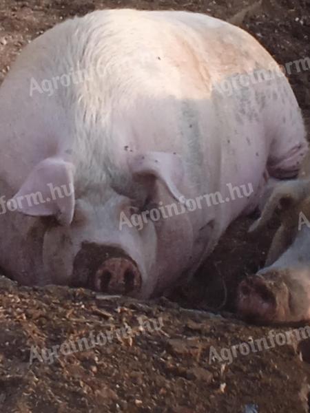 Hízók eladók kedvező áron