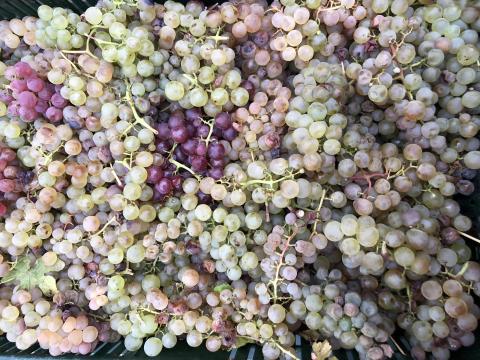 Szőlő cefre Szőlő cefre