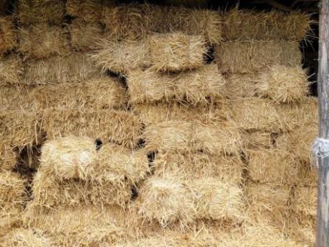 Jó minőségű búza szalma eladó