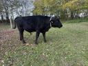 Eladó fekete angus bikaborjú és magyar tarka bika