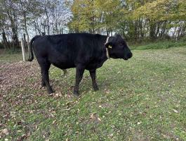 Eladó fekete angus bikaborjú és magyar tarka bika