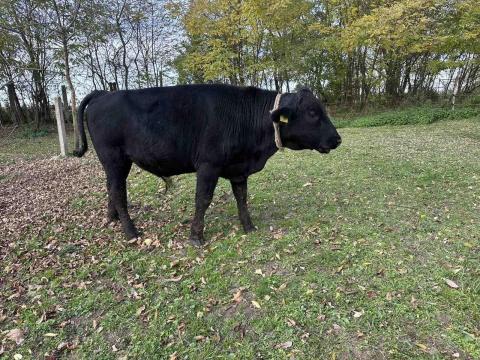 Eladó fekete angus bikaborjú és magyar tarka bika