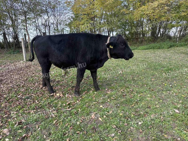 Eladó fekete angus bikaborjú és magyar tarka bika
