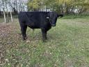 Eladó fekete angus bikaborjú és magyar tarka bika