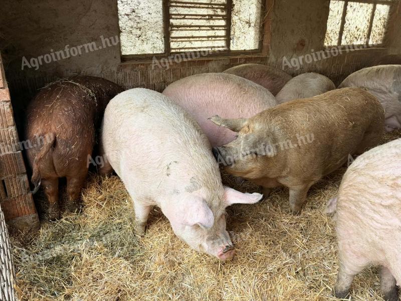 Eladó nagy súlyú hízók