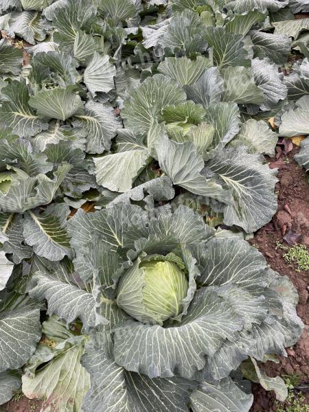 Eladó lapos káposzta