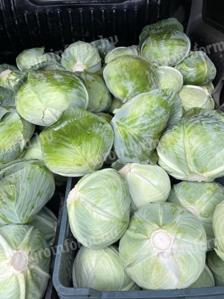Fejes káposzta eladó – Agressor Professor fajta, 1-3 kg