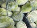 Fejes káposzta eladó – Agressor Professor fajta, 1-3 kg