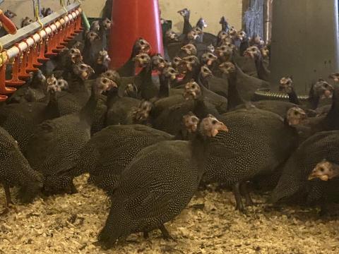 Francia gigant gyöngytyúk eladó