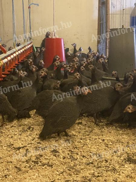 Francia gigant gyöngytyúk eladó