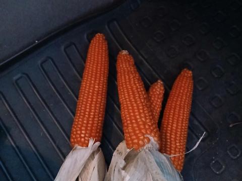 Eladó friss, idei kukorica – kiváló galamb- és baromfitakarmány