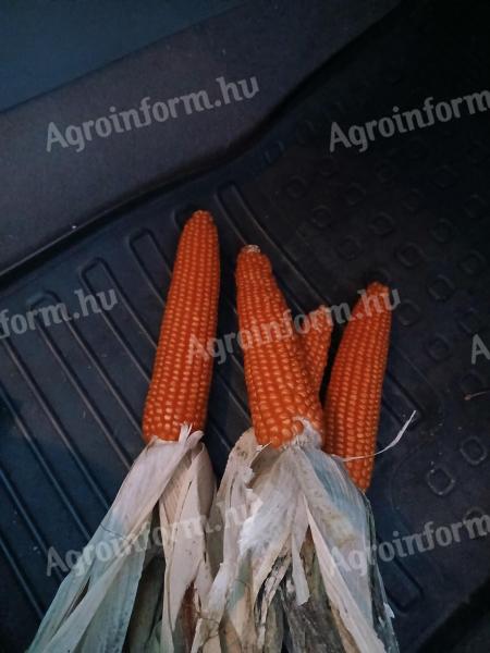 Eladó friss, idei kukorica – kiváló galamb- és baromfitakarmány