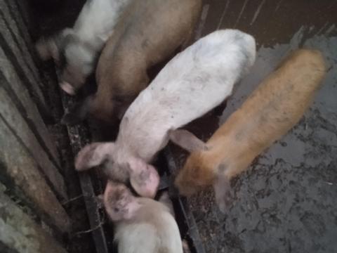 Malacok eladóak Malacok eladóak