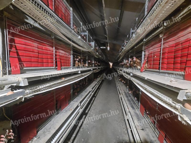 Meller Voliere típusú (mélyalmos/ketreces) Tojó technológia