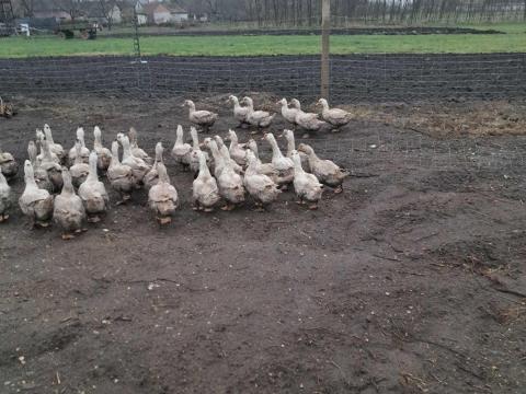 Mulard kacsa Mulard kacsa