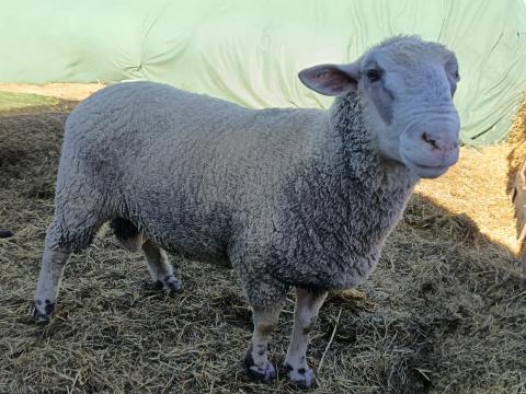 Eladó 2 éves kos birka