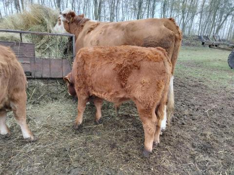 Limousin bika borjú eladó